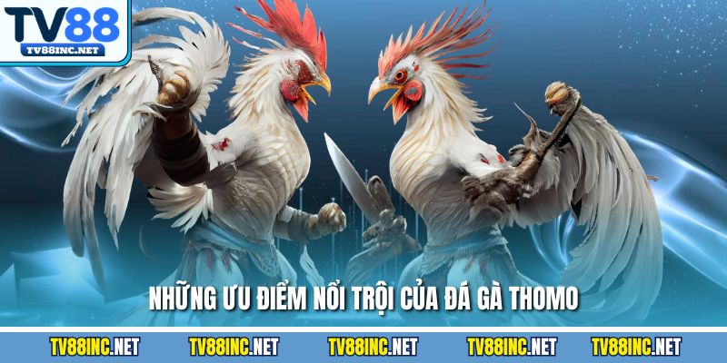 Bí kíp bỏ túi cực hay khi tham gia đá gà Thomo