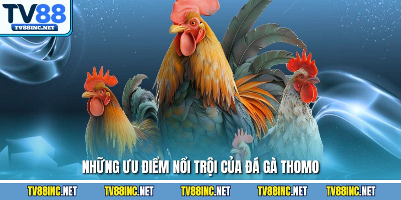 Những ưu điểm nổi trội của Đá gà Thomo