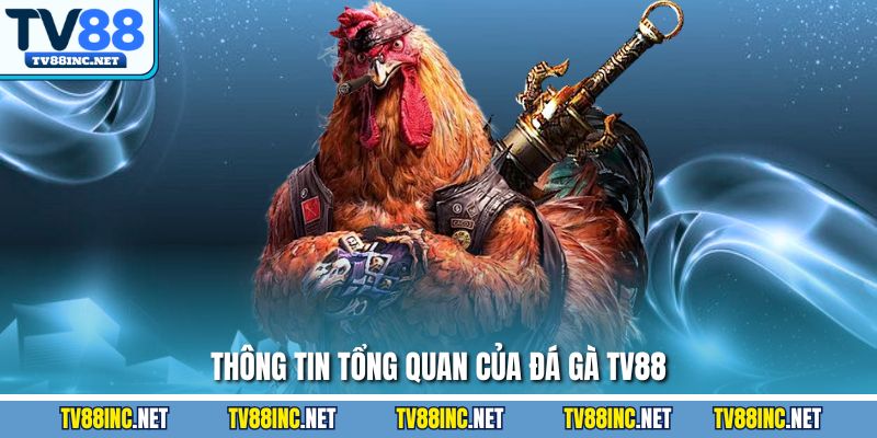 Thông tin tổng quan của đá gà TV88